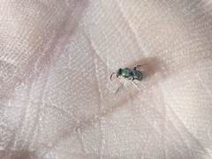Lasioglossum collopiense