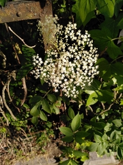 Sambucus nigra