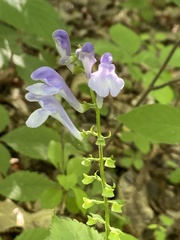 Scutellaria serrata