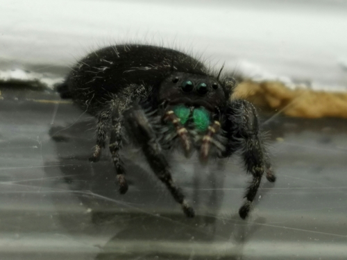 Bold Jumping Spider photographed in Indiana