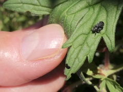 Zacladus geranii