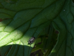 Zacladus geranii