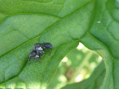 Zacladus geranii
