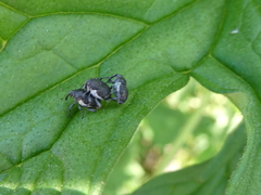 Zacladus geranii