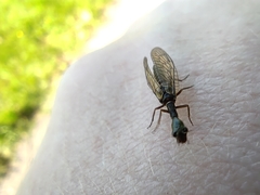 Xanthostigma xanthostigma