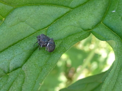 Zacladus geranii