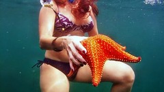 Oreaster reticulatus