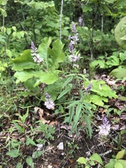 Orbexilum pedunculatum