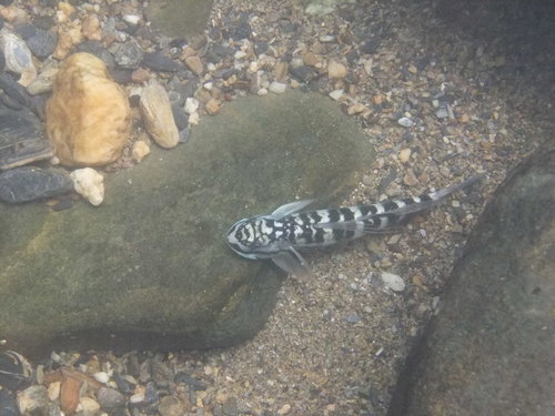 Sirajo goby (Sicydium plumieri) — Gobiidae — 4