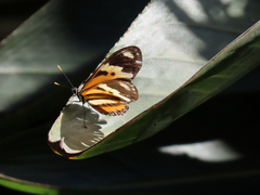 Heliconius ethilla
