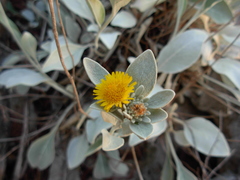 Pentanema verbascifolium