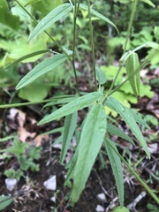 Orbexilum pedunculatum