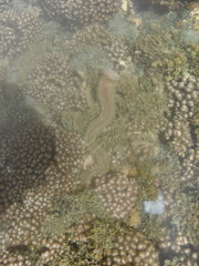 Hermodice carunculata