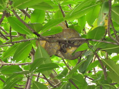 Corallus ruschenbergerii