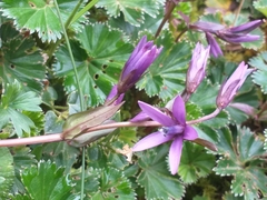 Gentianella rapunculoides
