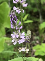 Orbexilum pedunculatum