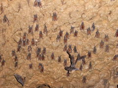 Natalus tumidirostris