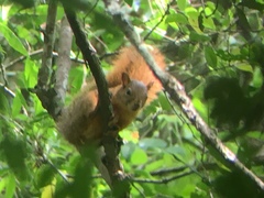 Sciurus ignitus