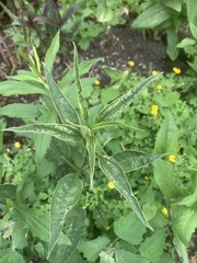 Echinacea purpurea