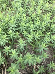 Linaceae