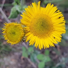 Pulicaria