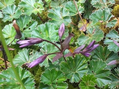 Gentianella rapunculoides