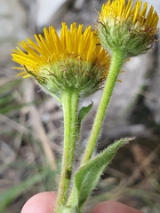 Pulicaria