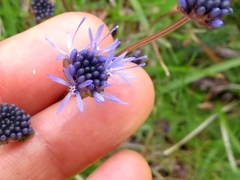Jasione laevis