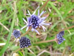 Jasione laevis