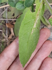 Pulicaria