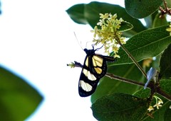 Methona themisto