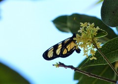 Methona themisto