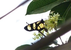 Methona themisto