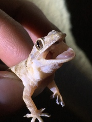 Hemidactylus mercatorius