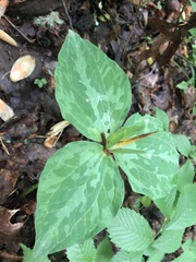 Trillium luteum