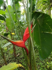 Heliconia bihai