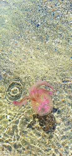 Photo of Mauve stinger (Pelagia noctiluca)