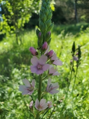 Sidalcea campestris