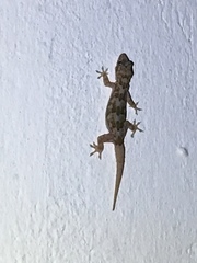 Hemidactylus mercatorius