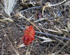 Eurydema spectabilis