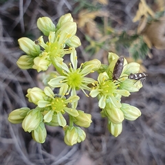 Petrosedum sediforme image