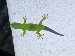 Phelsuma lineata