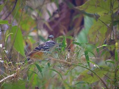 Drymophila striaticeps