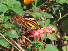 Heliconius ethilla