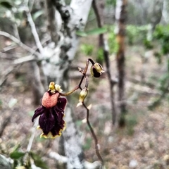 Tolumnia henekenii