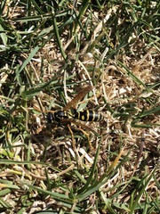 Polistes dominula