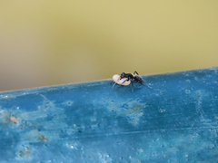 Camponotus
