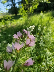 Sidalcea campestris