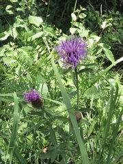 Centaurea decipiens