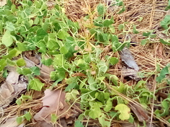 Dichondra occidentalis
